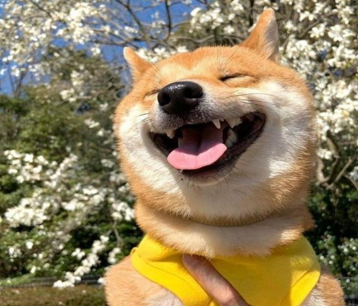 Hình ảnh măt chó hài hước