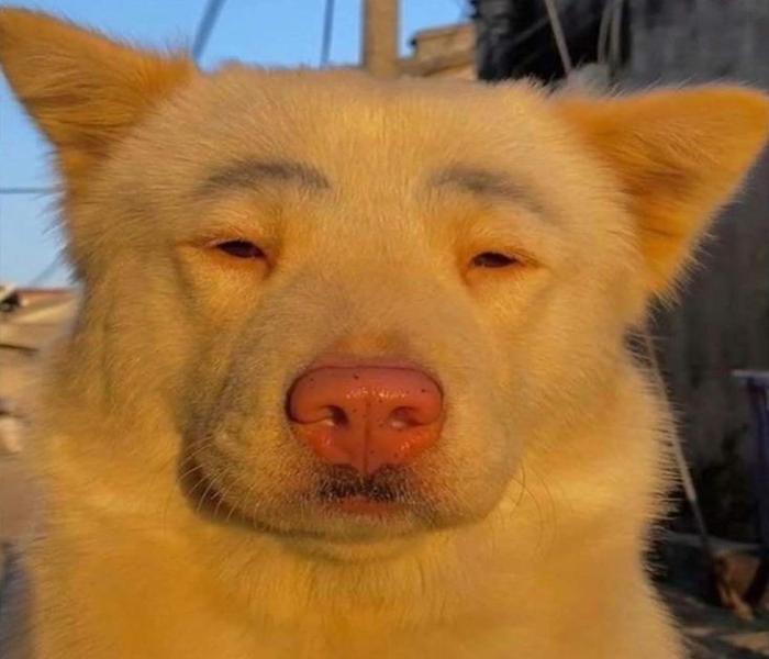 Hình ảnh măt chó hài hước