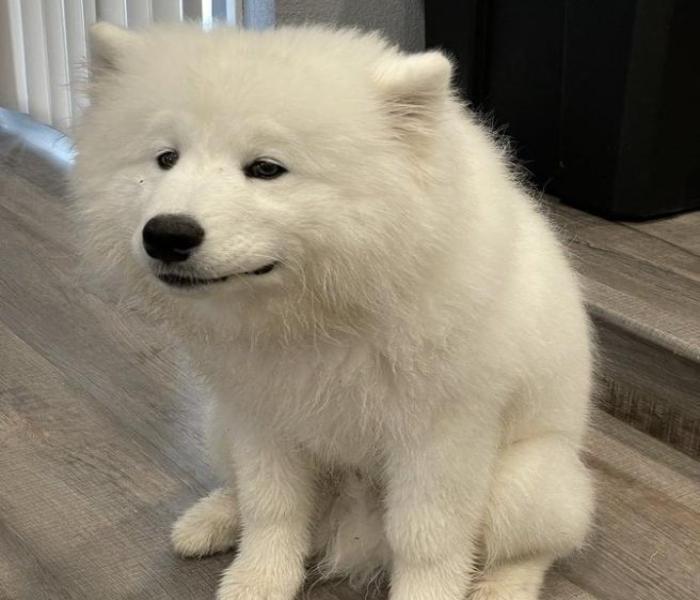 Hình ảnh măt chó hài hước