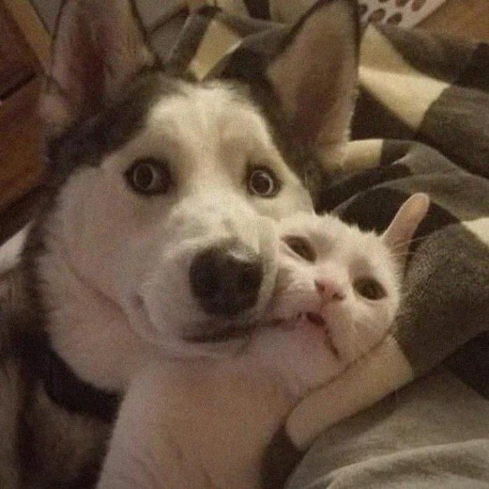 Hình ảnh chó mèo meme cute