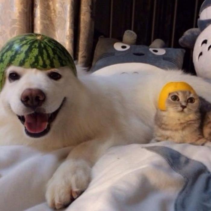Hình ảnh chó mèo meme cute