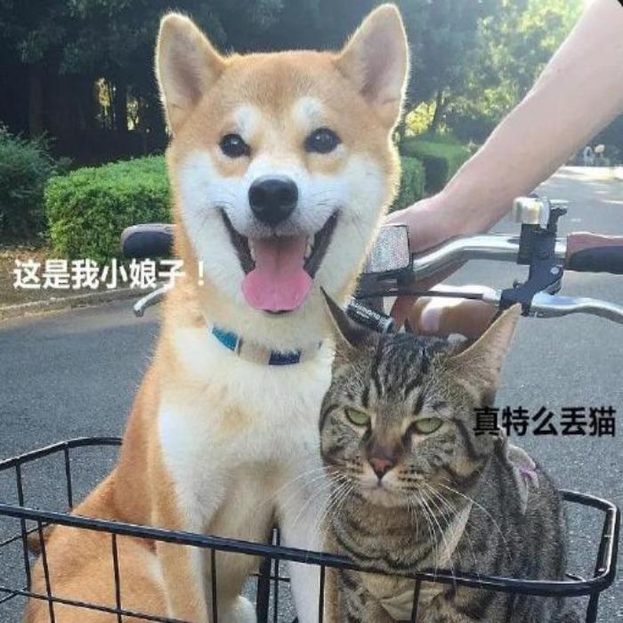 Hình ảnh chó mèo meme cute