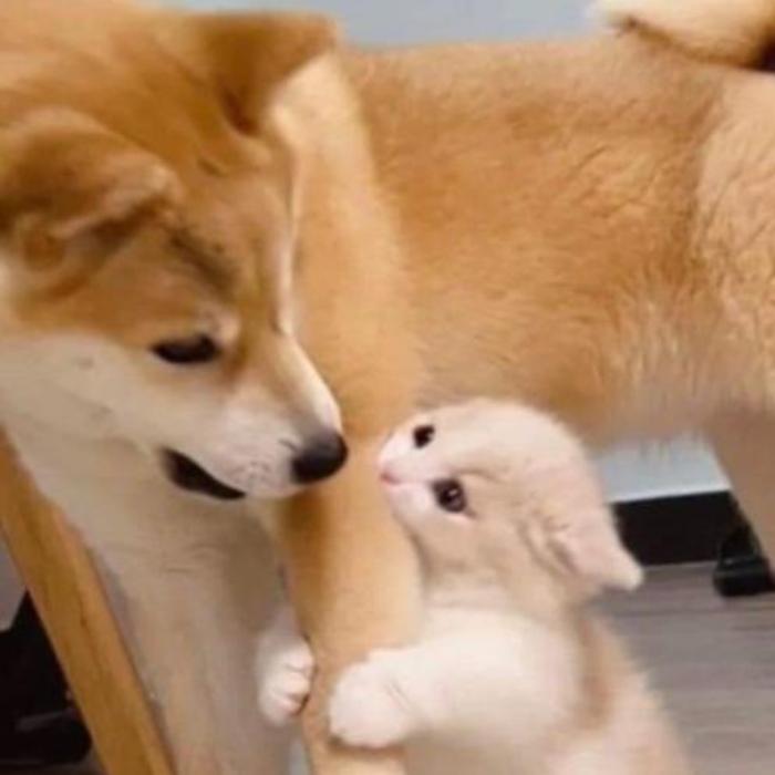 Hình ảnh chó mèo đánh nhau