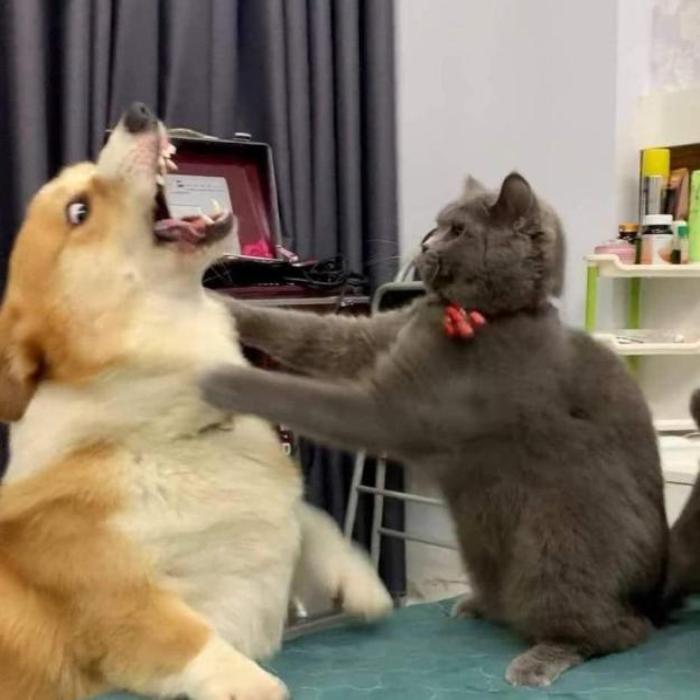 Hình ảnh chó mèo đánh nhau