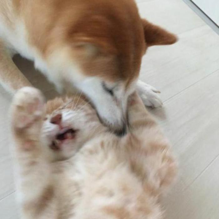Hình ảnh chó mèo đánh nhau