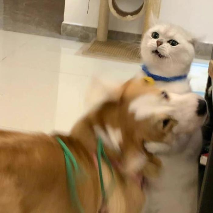 Hình ảnh chó mèo đánh nhau