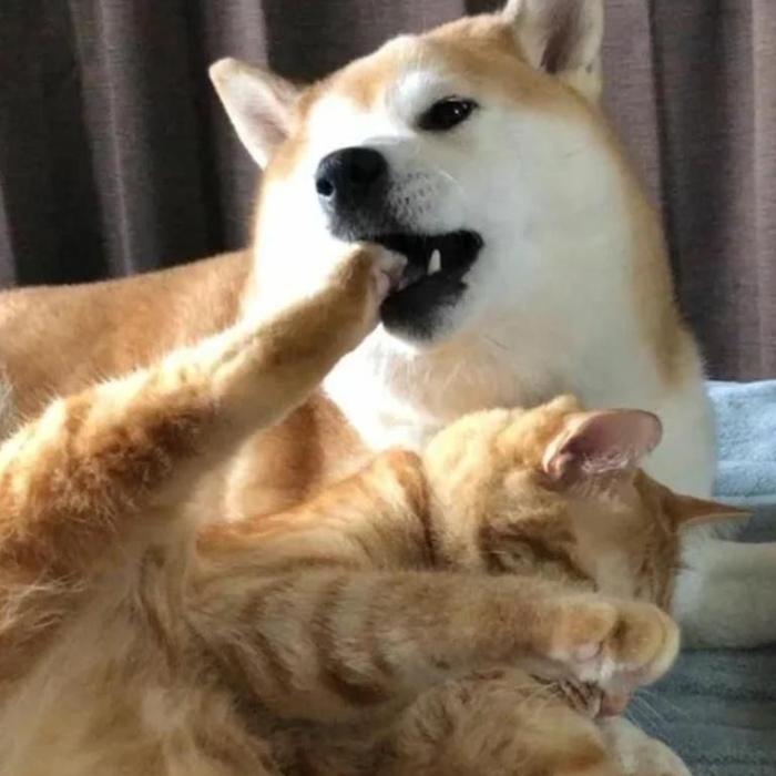 Hình ảnh chó mèo đánh nhau