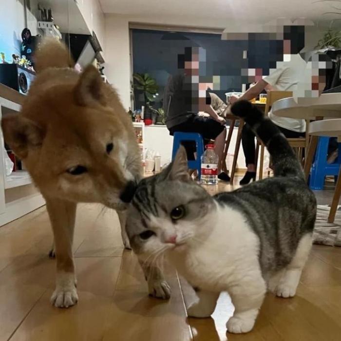 Hình ảnh chó mèo đánh nhau
