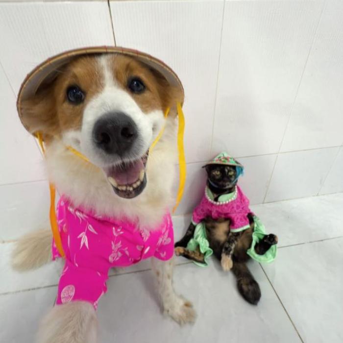 Hình ảnh chó mèo lầy lội