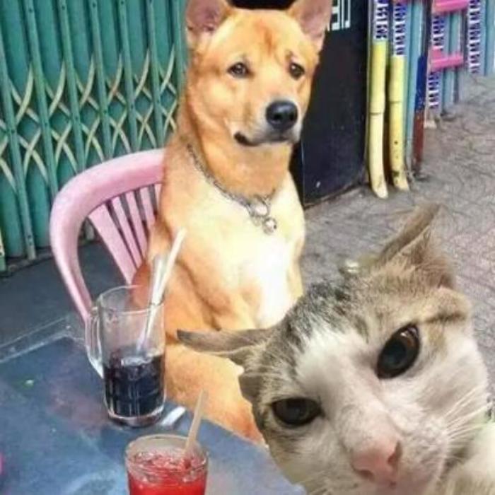 Hình ảnh chó mèo lầy lội