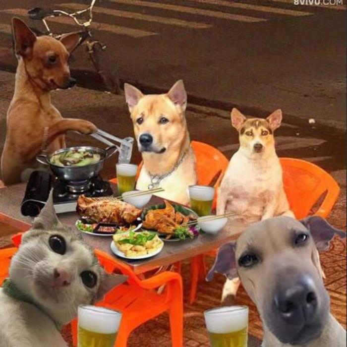 Hình ảnh chó mèo lầy lội