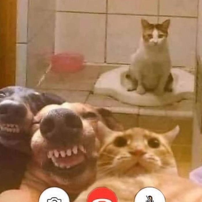 Hình ảnh chó mèo lầy lội