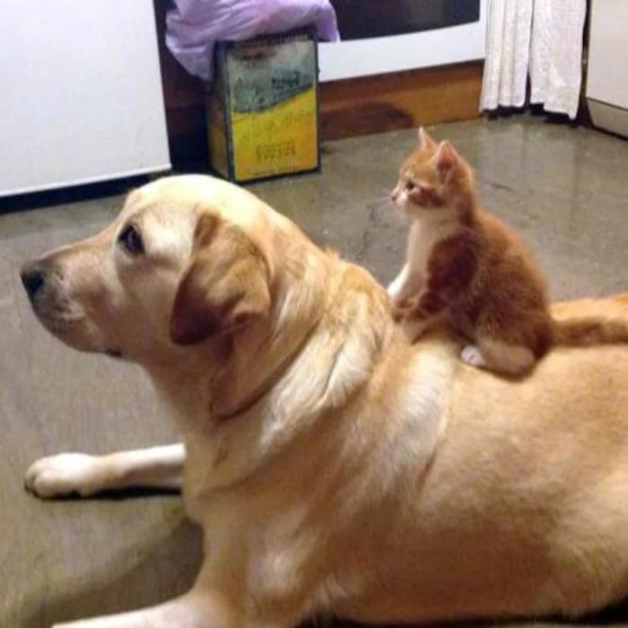 Hình ảnh chó mèo lầy lội