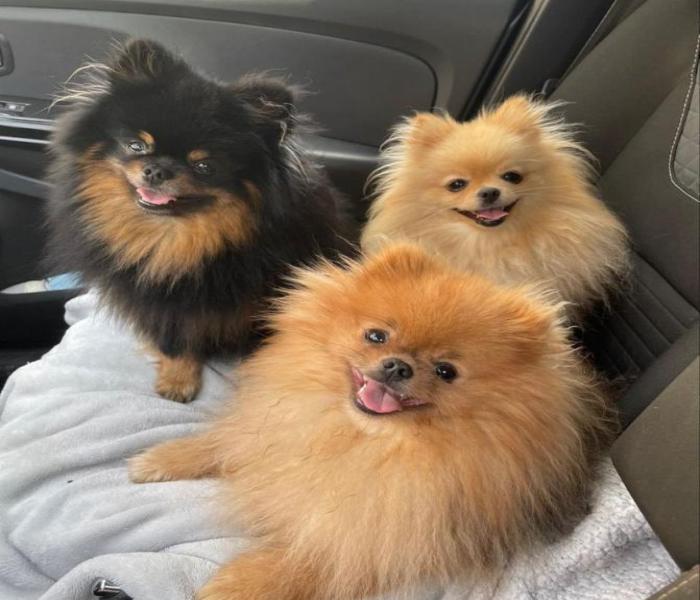 Hình ảnh đàn cún cute