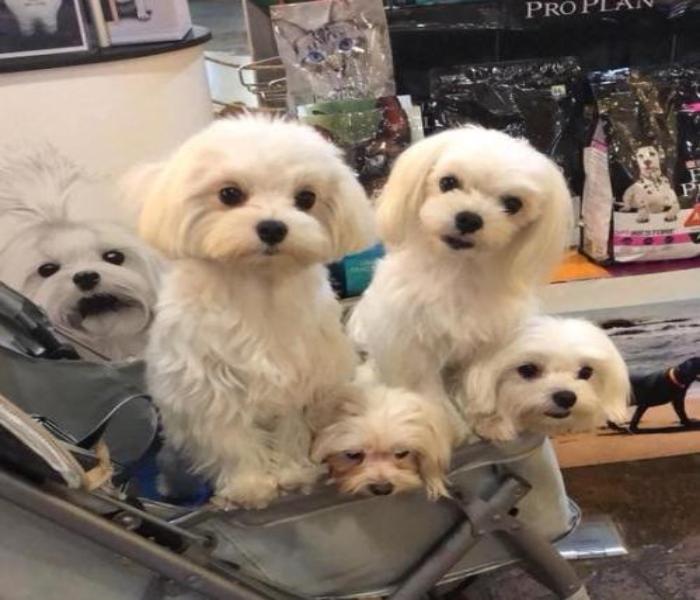 Hình ảnh đàn cún cute