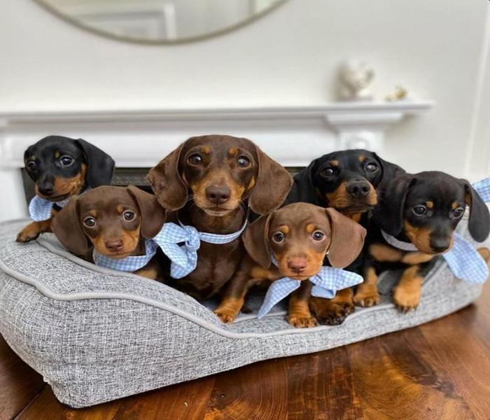 Hình ảnh đàn cún cute