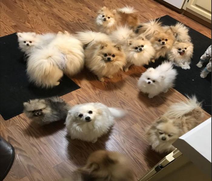 Hình ảnh đàn cún cute