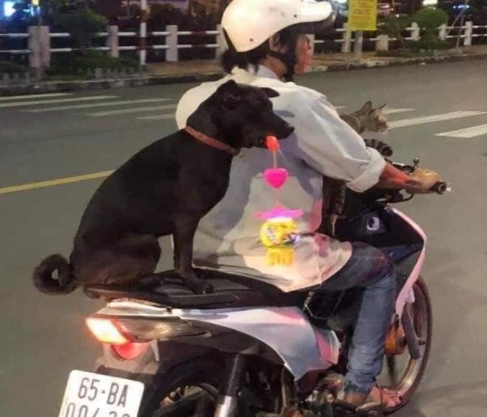 Hình ảnh người chở chó hài hước