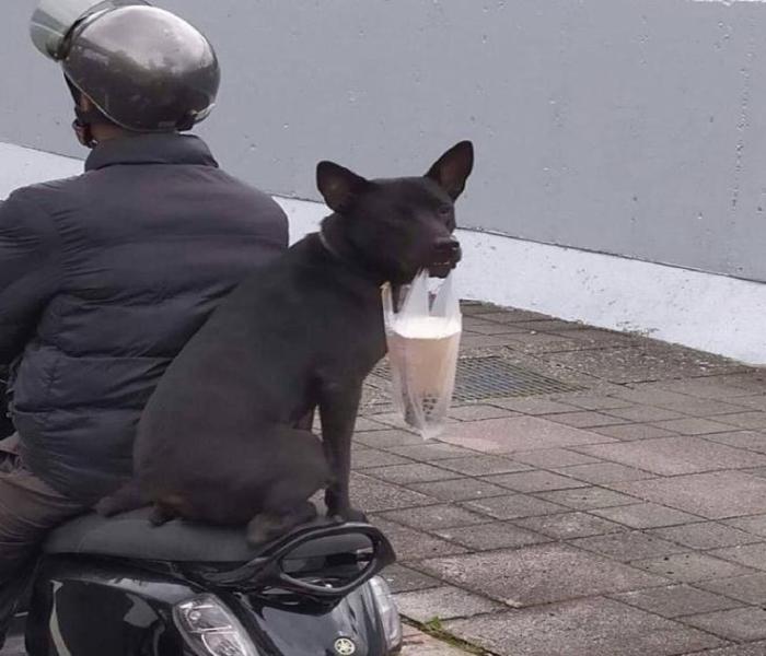 Hình ảnh người chở chó hài hước