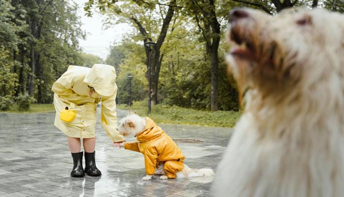 Hình ảnh người và chó chơi đùa