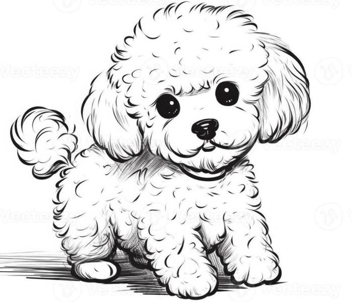 Tranh vẽ Poodle đáng yêu