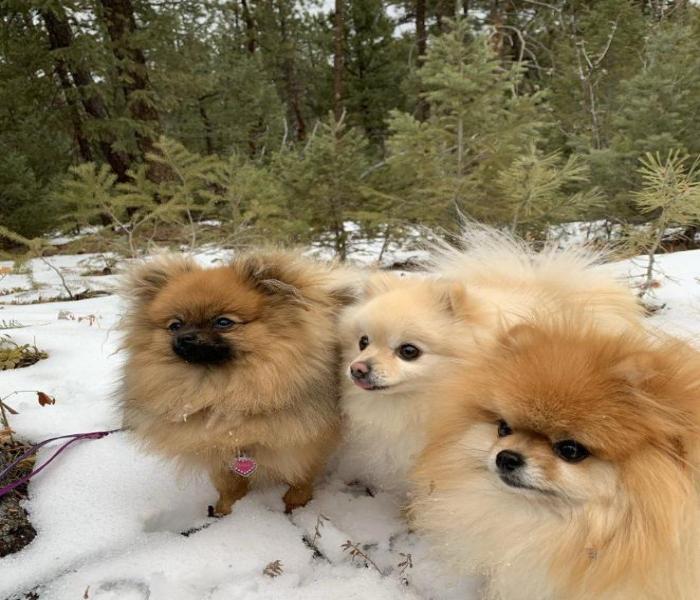 Hình ảnh 3 con chó cute