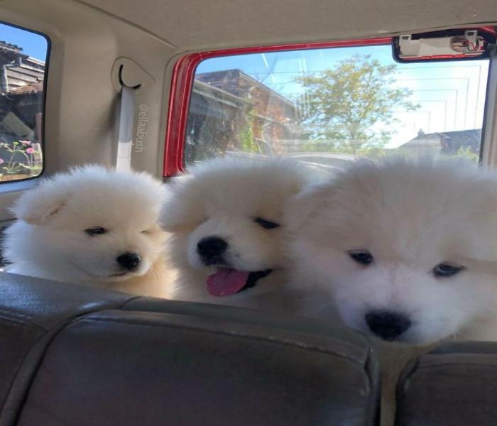 Hình ảnh 3 con chó cute