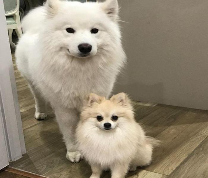 Avatar chó đôi cute