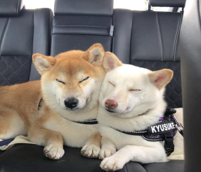 Avatar chó đôi cute