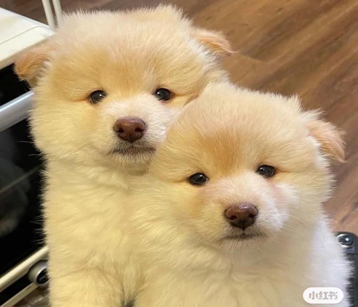 Avatar chó đôi cute