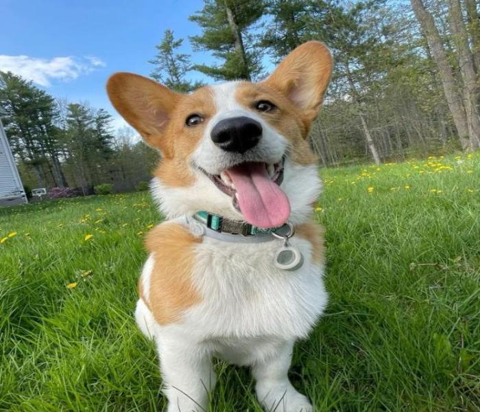 Ảnh đại diện chó Corgi