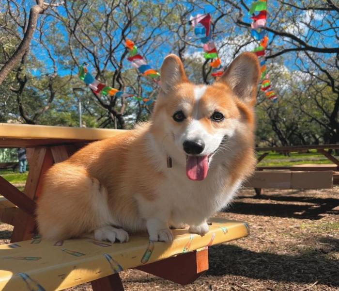 Ảnh đại diện chó Corgi