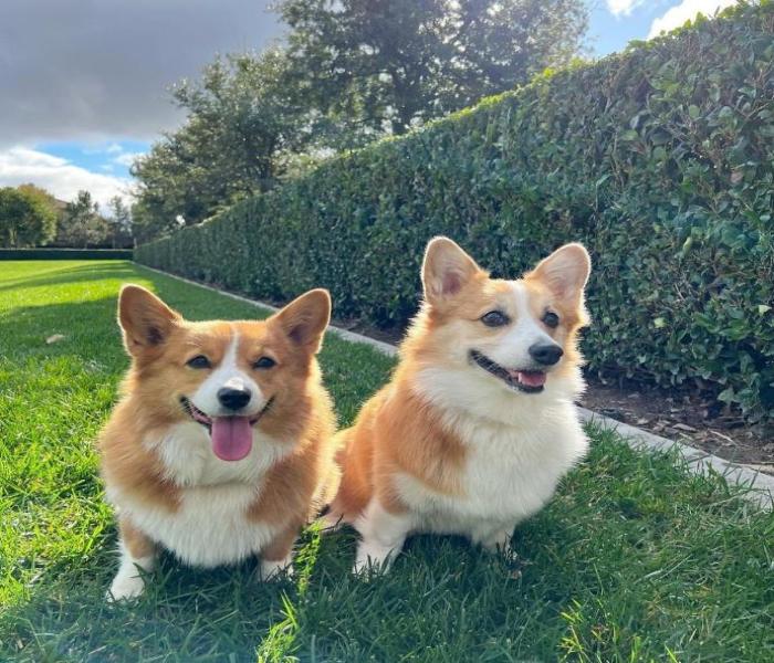 Ảnh đại diện chó Corgi