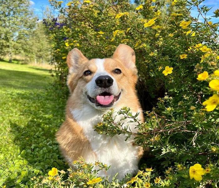 Hình ảnh chó corgi