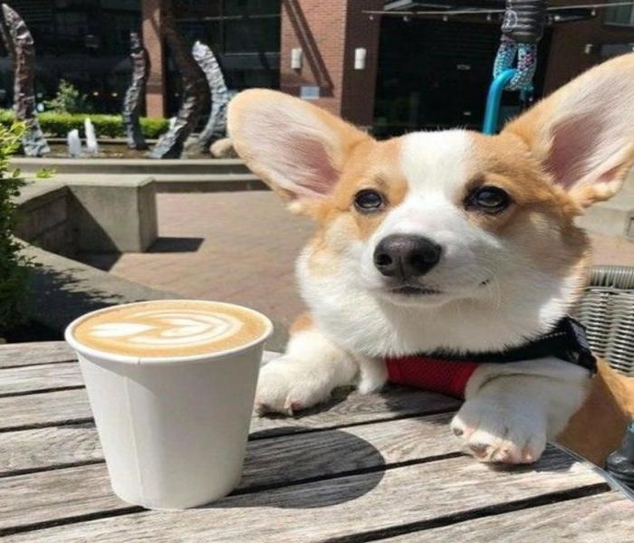 Ảnh đại diện chó Corgi