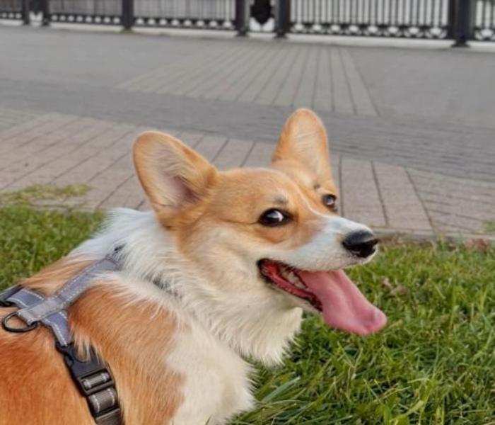 Ảnh đại diện chó Corgi