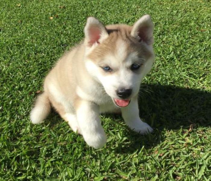 Ảnh avatar chó husky