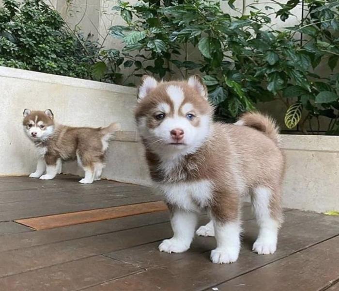 Ảnh chú chó husky