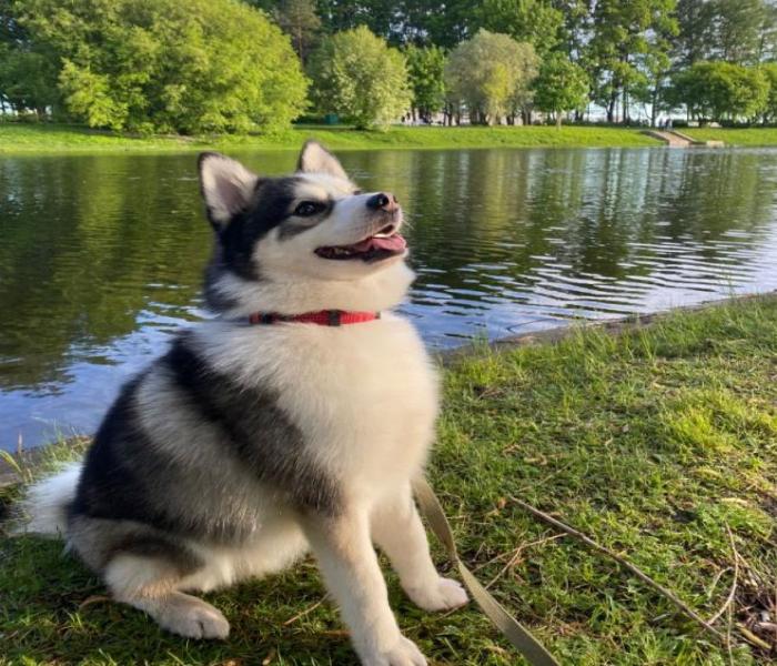 Ảnh avatar chó husky