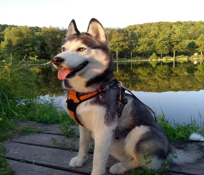 Ảnh avatar chó husky