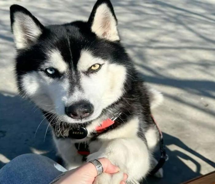 Ảnh avatar chó husky