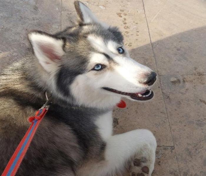 Ảnh chú chó husky