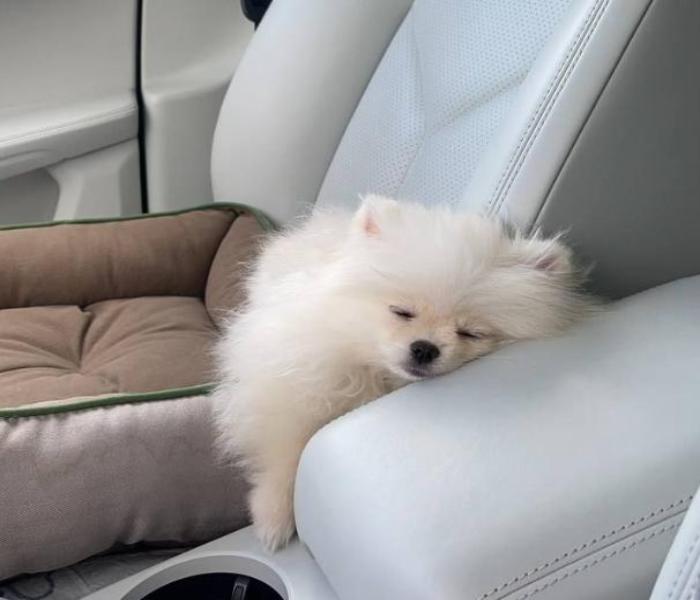 Ảnh avatar chó ngủ cute