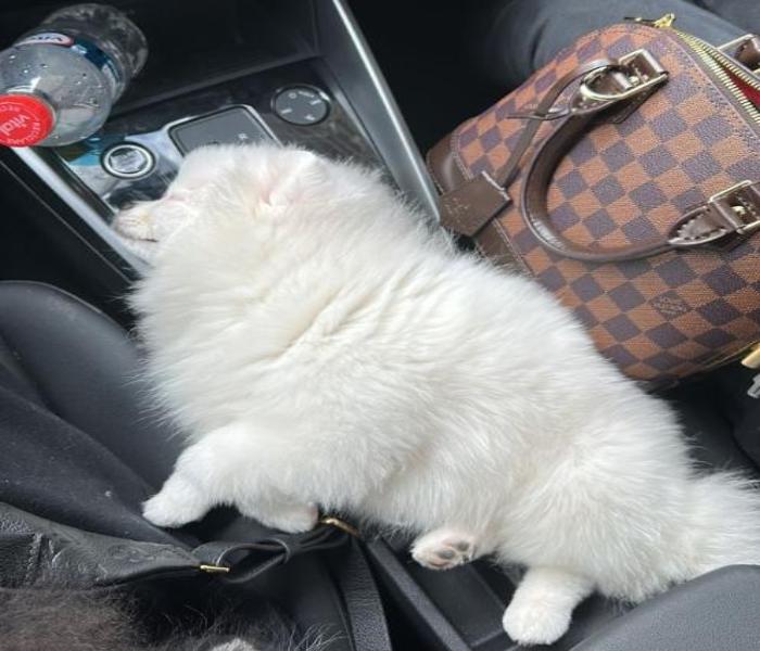 Ảnh avatar chó ngủ cute