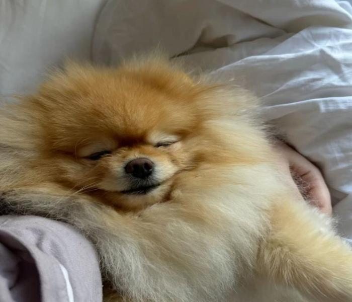 Ảnh avatar chó ngủ cute