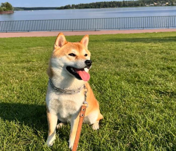 Ảnh avatar chó Shiba cute