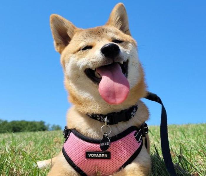 Ảnh avatar chó Shiba cute