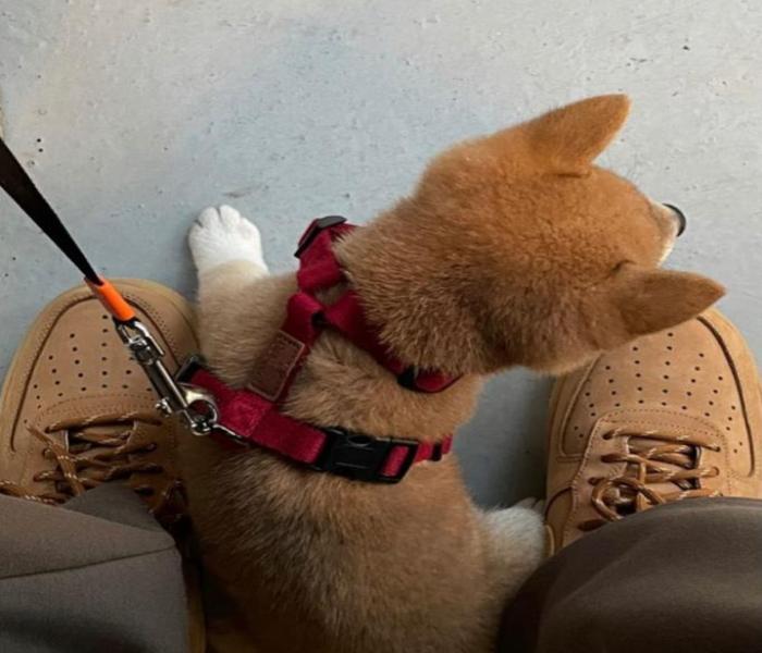 Ảnh avatar chó Shiba cute
