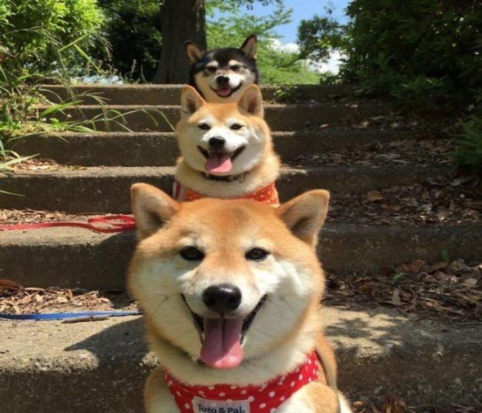 Hình ảnh chó shiba