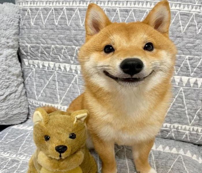 Ảnh avatar chó Shiba cute